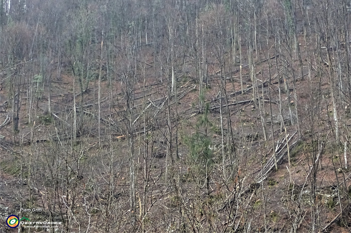 96 Vediamo da vicino gli alberi spazzati a terra dal vento ....JPG